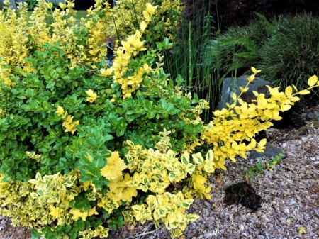 Golden Euonymus Foliage with Three Colors - shrub