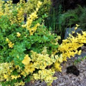 Golden Euonymus Foliage with Three Colors - shrub