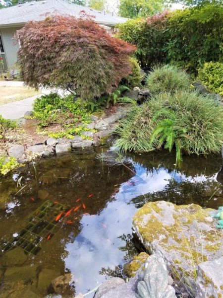 Golden Euonymus Foliage with Three Colors - pond