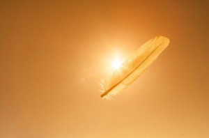 Lone feather floating past the sun.