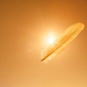 Lone feather floating past the sun.