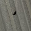 Identifying Little Black Bugs - bug on white fabric
