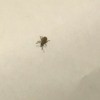 Identifying Small Brown Bugs - bug on light background