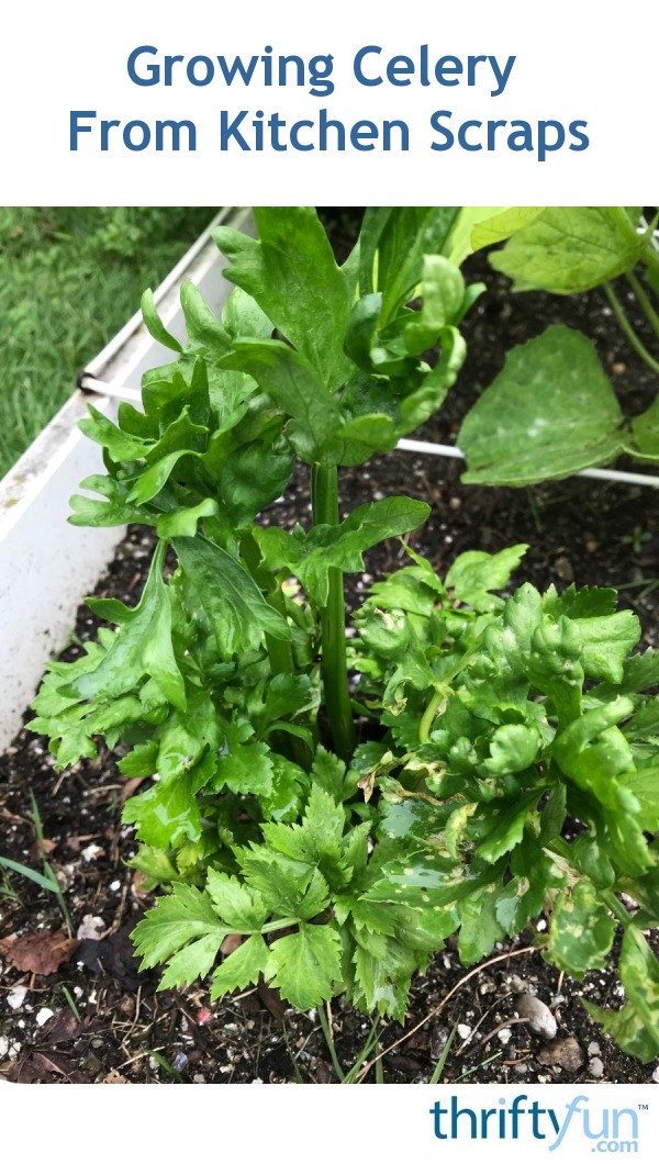 Growing Celery From Kitchen Scraps ThriftyFun
