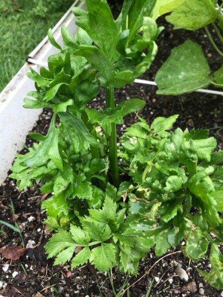 Growing Celery From Kitchen Scraps - celery growing the garden