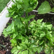 Growing Celery From Kitchen Scraps - celery growing the garden