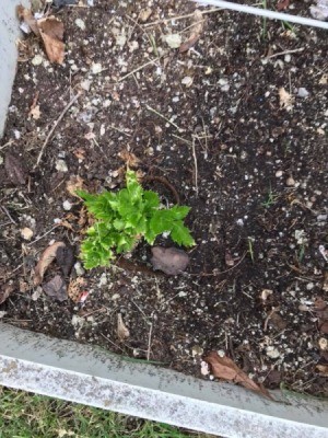 Growing Celery From Kitchen Scraps - planted celery tops