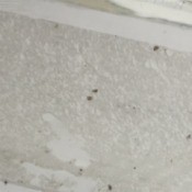 Getting Rid of Tiny Bugs - larger bugs