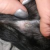 Cause and Treatment of Blisters on a Puppy - closeup of blister