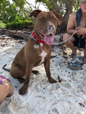 Is My Pit Full Blooded? - reddish brown dog on the beach