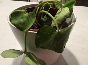 Growing a Tractor Seat Plant - limp leaves
