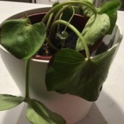 Growing a Tractor Seat Plant - limp leaves