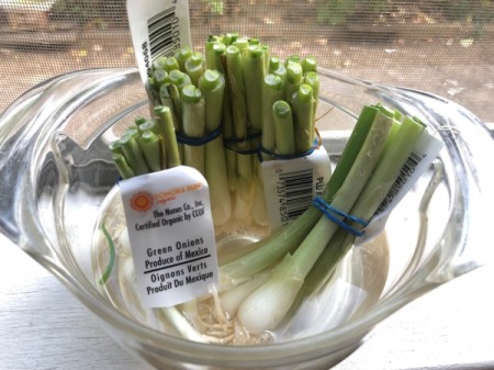DIY Green Onion Garden - green onions with the tops removed, soaking in a bowl of water