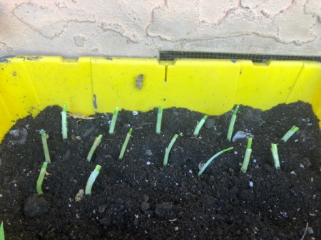 DIY Green Onion Garden - new onion growth