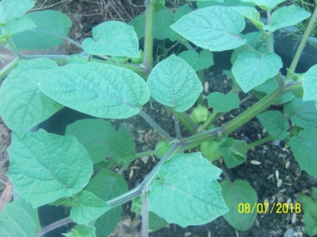 Information on a Golden Berry Plant