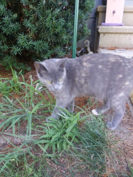 Smokey (Calico) - splotchy gray cat