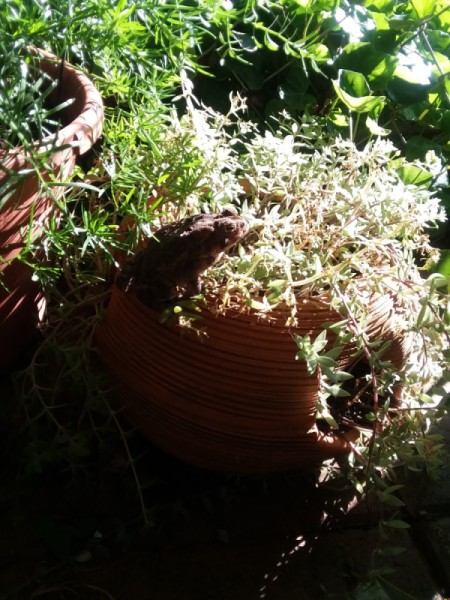 Morning Entertainment (Toad) - brown toad on potted plant