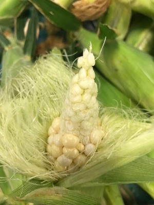 A misgrown ear of corn.
