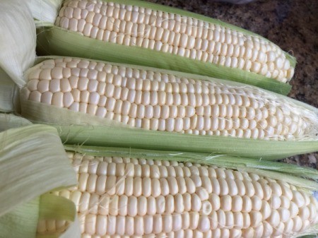 Corn peeled down for inspection.