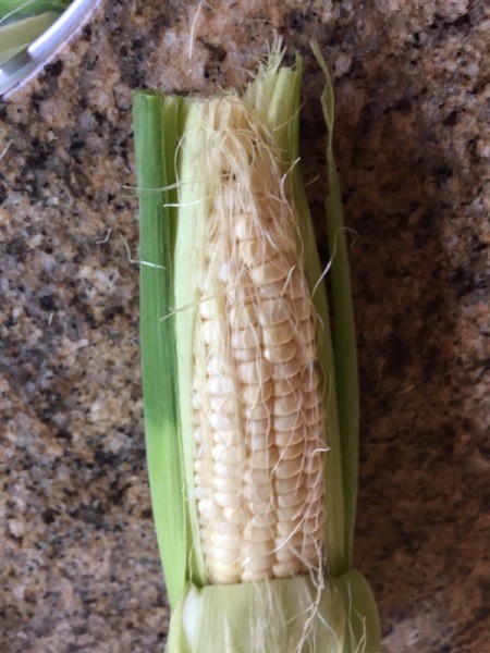 Corn peeled down for inspection.