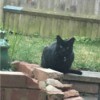 My Cat Is Afraid of Me - black kitty outside