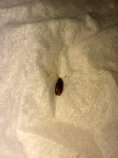 Tiny Brown Flying Bugs In Bedroom 6532