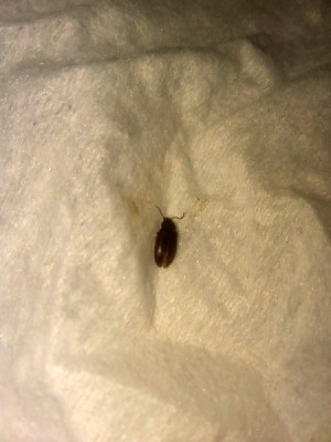 Identifying Small Brown Flying Bugs - brown beetle looking bug on light background
