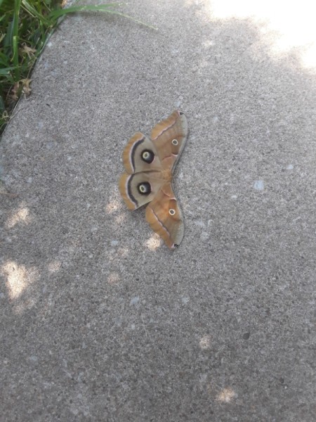 Are the Polyphemus Moths Dangerous? - large moth