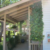 Problems Growing Morning Glory in a Planter Box - morning glory growing on a trellis on patio