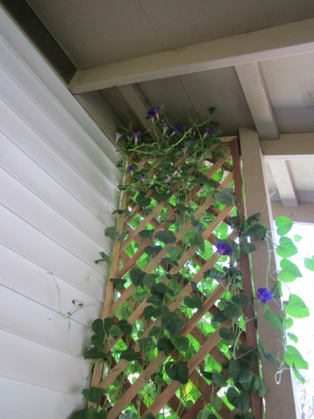 Problems Growing Morning Glory
 in a Planter Box - trellis