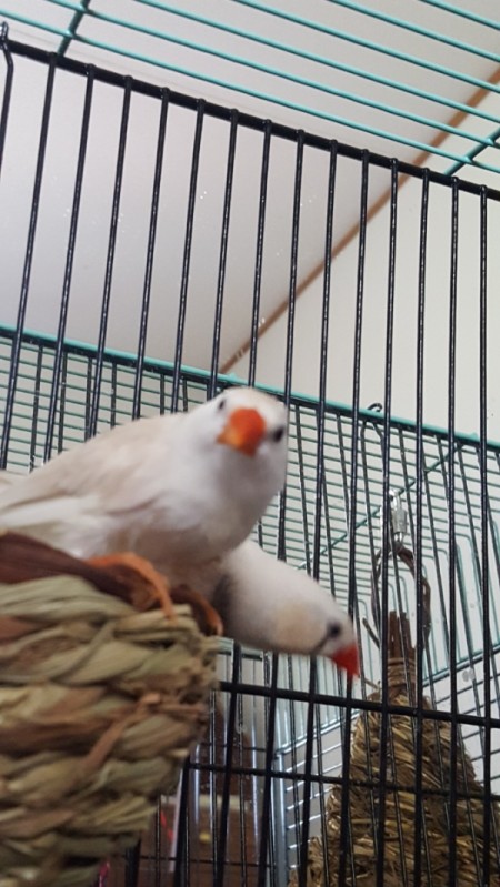 My Finch Laid Eggs - two white finches