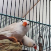 My Finch Laid Eggs - two white finches