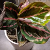 Identifying and Caring for a Houseplant - leaves dying on variegated leaf plant