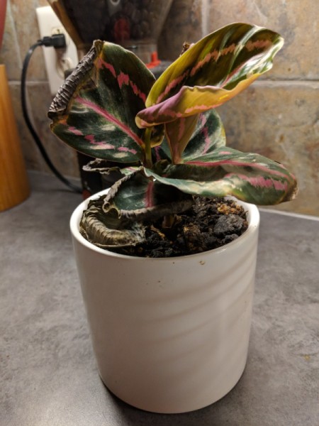 Identifying and Caring for a Houseplant