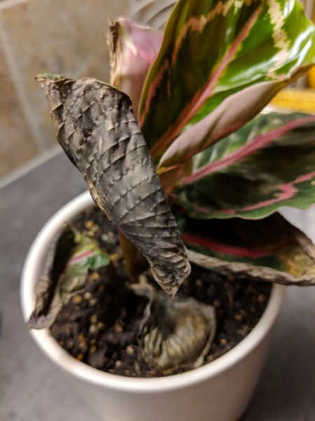 Identifying and Caring for a Houseplant