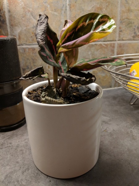 Identifying and Caring for a Houseplant