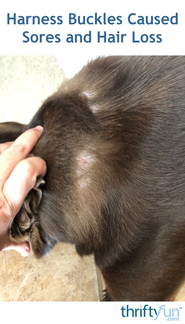 Harness Buckles Caused Sores and Hair Loss? ThriftyFun