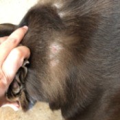 Harness Buckles Caused Sores and Hair Loss - bald spots