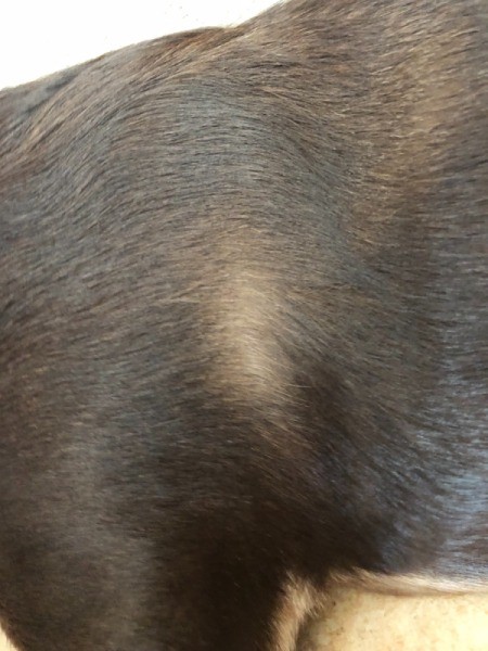 Harness Buckles Rubbed Dog's Hair Off