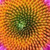 The Hypnotist (Coneflower) - closeup of a coneflower