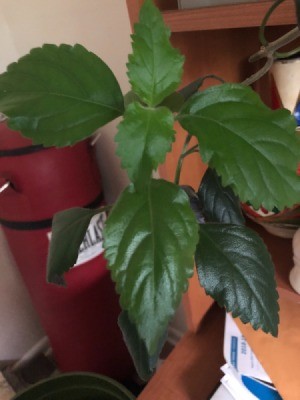 Identifying a Houseplant - dark green foliage plant with serrated edges on leaves