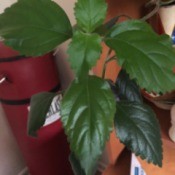 Identifying a Houseplant - dark green foliage plant with serrated edges on leaves