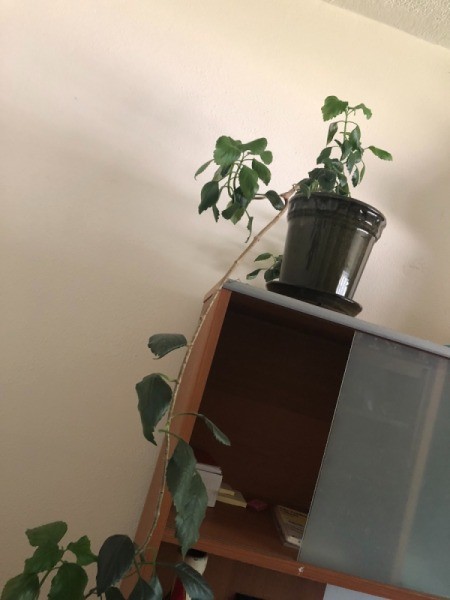 Identifying a Houseplant