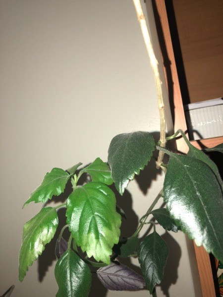 Identifying a Houseplant