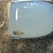 Identifying Biting Bugs - long bug