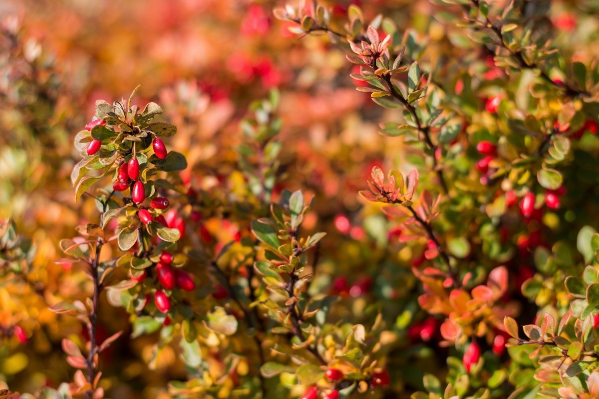 How To Prune A Grapevine In Winter - Winter Pruning: The Devil is in the Details