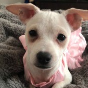 What Breed Is My Dog? - small white Chihuahua mix