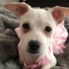 What Breed Is My Dog? - small white Chihuahua mix