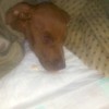 Puppy Recovering from Parvo Can't Walk - reddish brown puppy