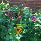 Box of Blooms and Butterflies - black and yellow butterfly on flowers